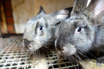 Rabbits