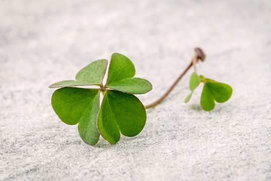 Closeup clovers leaves  on Stone background. The symbolic of the