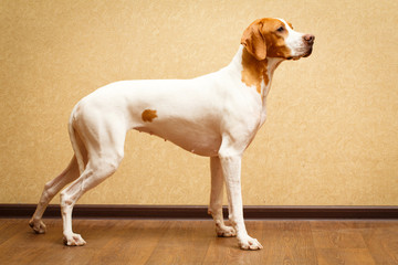 English Pointer dog