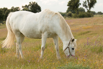 Naklejka na ściany i meble Beautiful white horse grazing in a field full