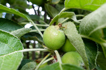 Green apples on the tree