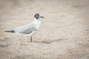 Mouette sur le sable