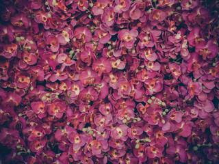 Artificial pink orchid backdrop wall for background