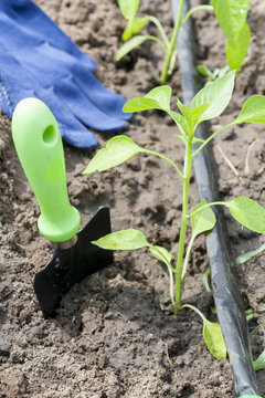 Young sprouts pepper and garden tools with drip irrigation against vegetable garden household background. Ecology concept