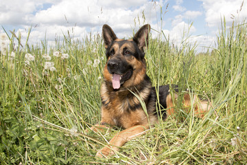 Dog german shepherd on the field in summer day