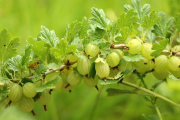 Stachelbeeren © Eileen Kumpf