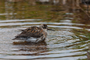 Calidris ptilocnemis