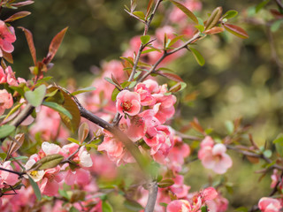 Pink cherry blossom on tree in Japan