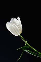 single white tulip on a black background located on a diagonal l