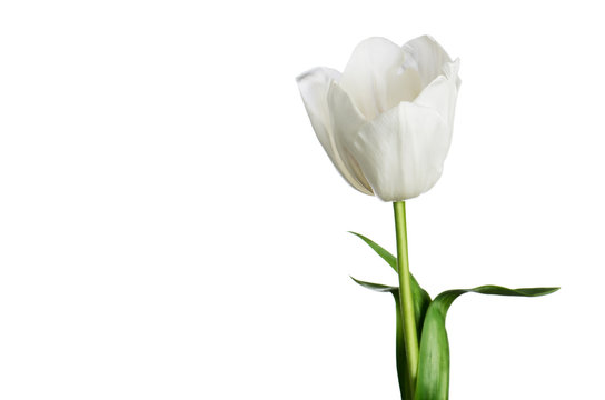 single white tulip isolated on a white background horizontal