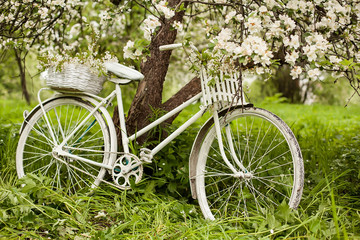 Fototapeta na wymiar White Bicycle with a blossoming Apple tree