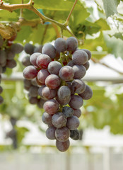 purple red grapes with green leaves on the vine.