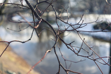 Fototapeta na wymiar Branches of a tree without leaves on a background of the river i