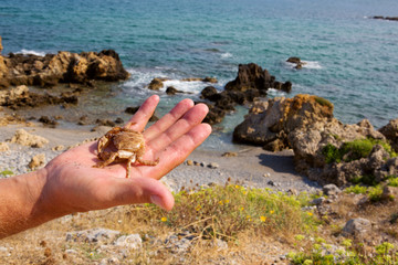 Hand holding small yellow crab .