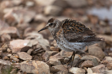 Calidris ptilocnemis