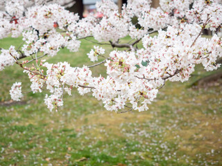 Cherry blossom trees in Japan