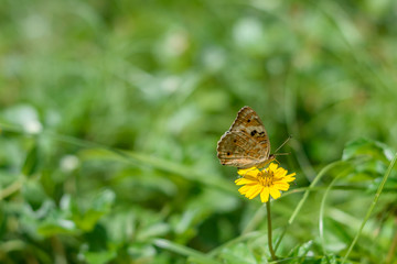 butterfly on yellow flower in tropical garden