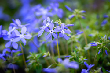 spring blue flowers