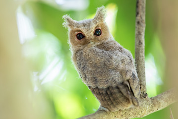 Collared scops owl