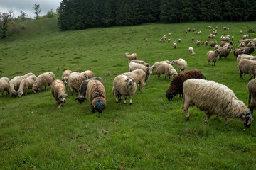 Obraz premium Hairy sheep on a green meadow