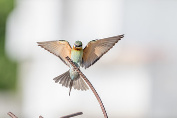 Fototapeta premium Blue-tailed Bee-eater, Merops philippinus, tropical bird, Thailand