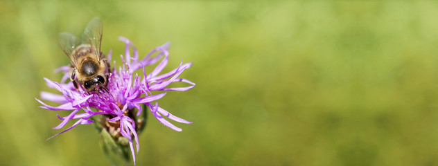 Website banner of a honeybee as working on flower