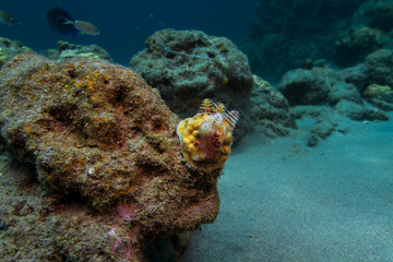 Spiral Gilled Tube Worms