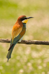 Small bird with a nice plumage