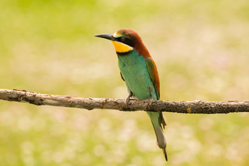 Small bird with a nice plumage