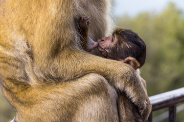 Affensäugling mit mächtig Hunger bei seiner Mutter
