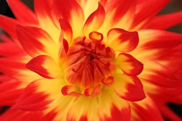 Yellow and Red Dahlia Background