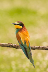 Small bird with a nice plumage
