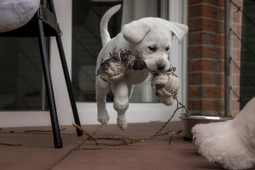 Labrador Hund Welpe springt mit Spielzeug im Mund