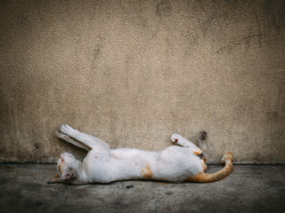 Poor homeless cat sleep on the concrete floor