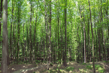 beechen tall green trees in a forest