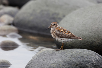 Calidris ptilocnemis