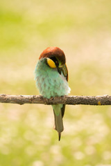 Small bird with a nice plumage