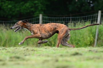 Galgo im Sprint