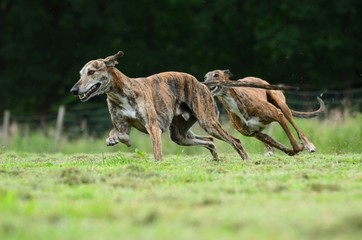 zwei Galgos rennen um die Wette