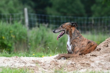 Galgo liegt hechelnd im Sand