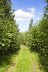 Obraz premium Summer time travel. An image of a road going faraway in the forest.