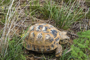 Naklejka premium Wild turtle in steppe in Kazakhstan, Malaysary