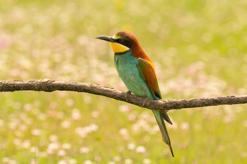 Small bird with a nice plumage
