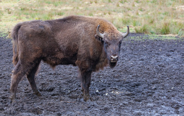 Bison (Bison bonasus) in the wild nature in national park the Belovezhsky dense forest