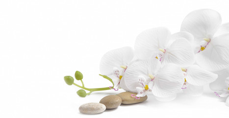 Spa white orchid with massage stones