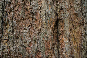 Dark brown pine barck texture background