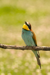 Small bird with a nice plumage