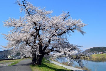 Naklejka premium 満開の桜
