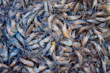 Fresh shrimp at the market for sell in Thailand