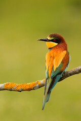 Small bird with a nice plumage